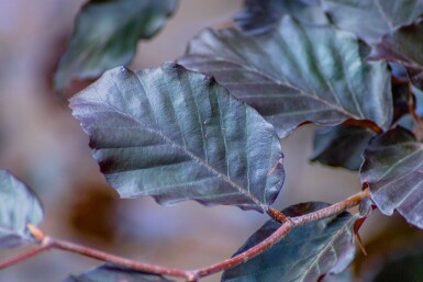 Fagus sylvatica 'Atropunicea' hochstamm 10/12