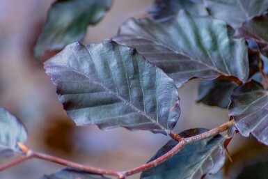 Fagus Atropuni HO 8/10 P/K Fagus sylvatica 'Atropunicea' Hochstamm 8/10