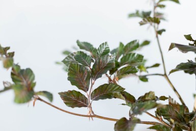 Fagus Atropuni HO 8/10 P/K Fagus sylvatica 'Atropunicea' Hochstamm 8/10