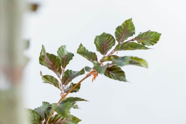 Fagus Atropuni HO 8/10 P/K Fagus sylvatica 'Atropunicea' Hochstamm 8/10