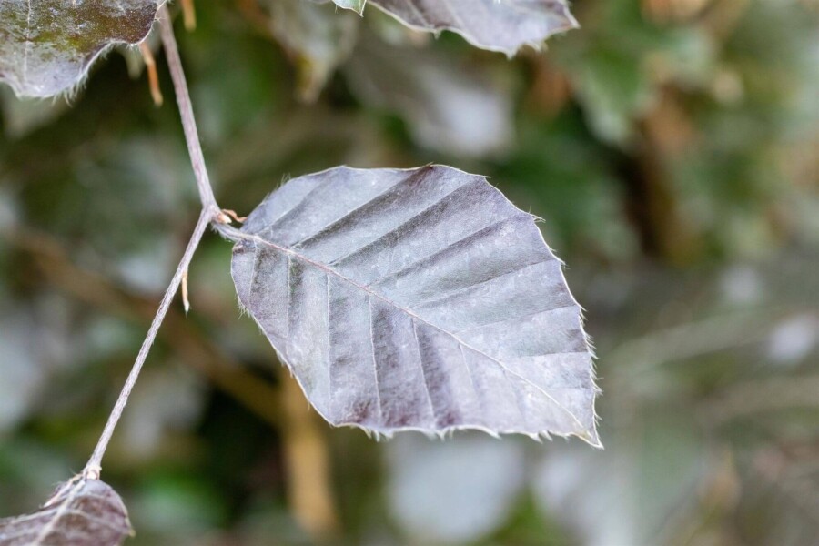Fagus Atropuni HO 8/10 P/K Fagus sylvatica 'Atropunicea' Hochstamm 8/10
