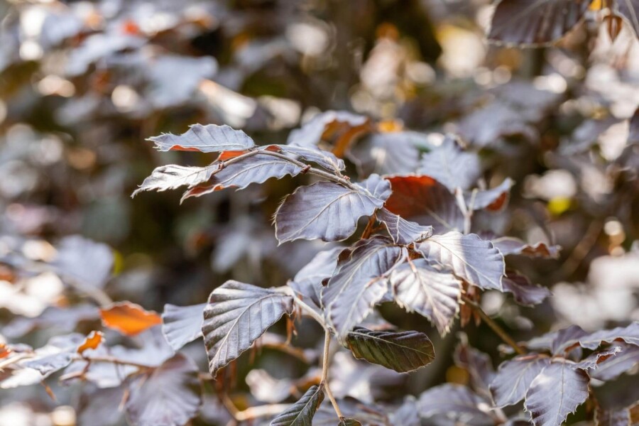 Fagus Atropuni HO 8/10 P/K Fagus sylvatica 'Atropunicea' Hochstamm 8/10