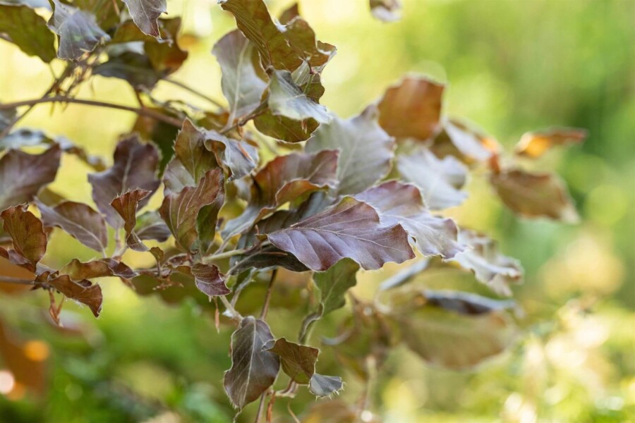 Fagus Atropuni BE 6-8 P/K Fagus sylvatica 'Atropunicea' Stammbusch 6-8