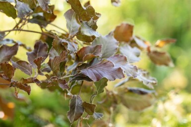 Fagus Atropuni BE 6-8 P/K Fagus sylvatica 'Atropunicea' Stammbusch 6-8