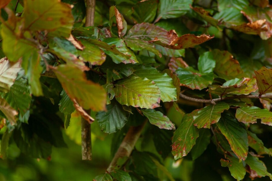 Fagus Atropuni ME 200-250 P/K Fagus sylvatica 'Atropunicea' Mehrstämmig 200-250