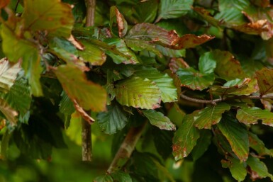 Fagus sylvatica 'Atropunicea' mehrstämmig 200-250