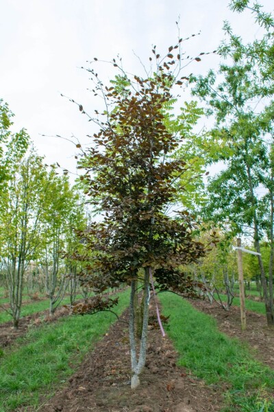 Fagus sylvatica 'Atropunicea' Mehrstämmig Fagus sylvatica 'Atropunicea' Mehrstämmig
