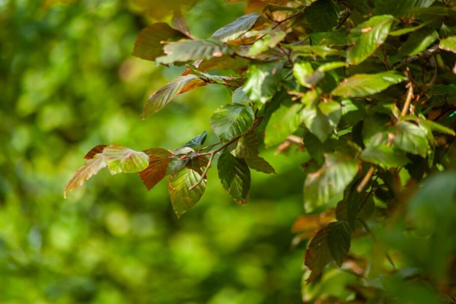 Fagus Atropuni ME 200-250 P/K Fagus sylvatica 'Atropunicea' Mehrstämmig 200-250