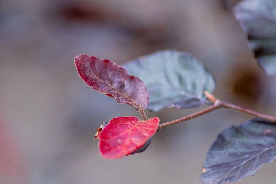 Fagus Atropuni ME 200-250 P/K Fagus sylvatica 'Atropunicea' Mehrstämmig 200-250