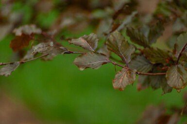 Fagus Atropuni ME 200-250 P/K Fagus sylvatica 'Atropunicea' Mehrstämmig 200-250