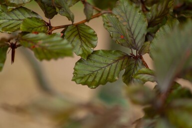 Fagus sylvatica 'Atropunicea' mehrstämmig 200-250