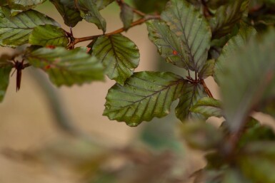 Fagus Atropuni ME 200-250 P/K Fagus sylvatica 'Atropunicea' Mehrstämmig 200-250