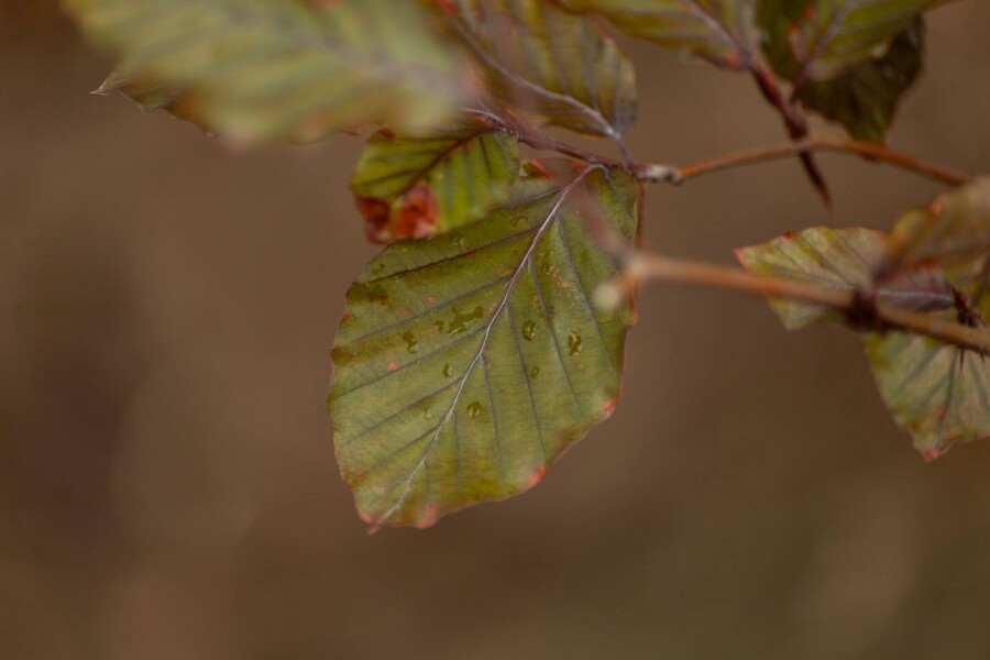 Fagus Atropuni ME 200-250 P/K Fagus sylvatica 'Atropunicea' Mehrstämmig 200-250