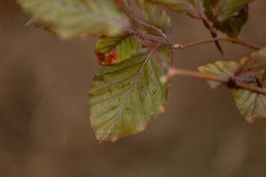 Fagus Atropuni ME 200-250 P/K Fagus sylvatica 'Atropunicea' Mehrstämmig 200-250