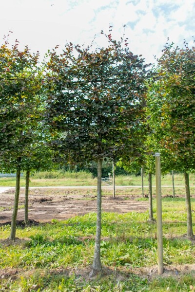 Fagus sylvatica 'Atropunicea' Spalierbaum Fagus sylvatica 'Atropunicea' Spalierbaum