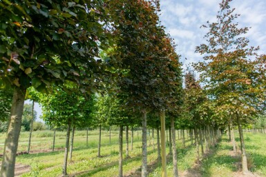 Fagus sylvatica 'Atropunicea' spalierbaum 12/14 150cm Stamm 150b x 120h