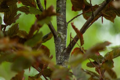 Fagus sylvatica 'Atropunicea' spalierbaum 12/14 150cm Stamm 150b x 120h