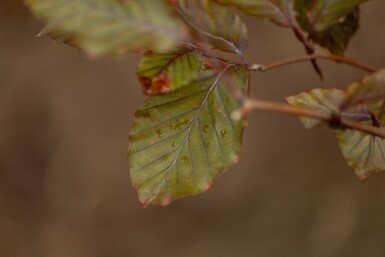 Fagus sylvatica 'Atropunicea' spalierbaum 12/14 150cm Stamm 150b x 120h