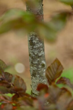 Fagus sylvatica 'Atropunicea' spalierbaum 12/14 150cm Stamm 150b x 120h