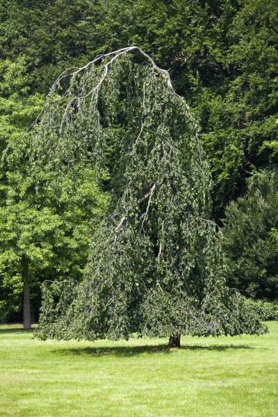 Fagus sylvatica 'Pendula' Fagus sylvatica 'Pendula'