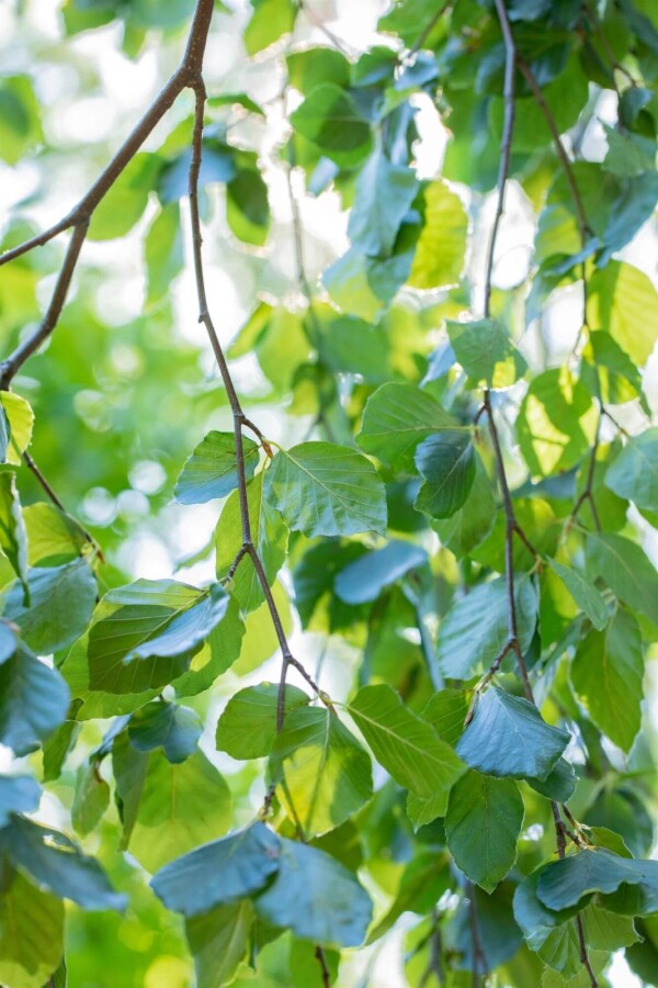 Fagus sylvatica 'Pendula' Fagus sylvatica 'Pendula'