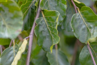 Fagus sylvatica 'Pendula' hochstamm 12/14