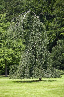 Fagus sylvatica 'Pendula' hochstamm 12/14