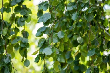 Fagus sylvatica 'Pendula' hochstamm 12/14