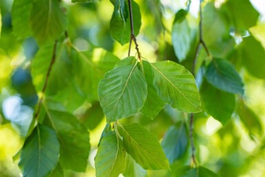 Fagus sylvatica 'Pendula' hochstamm 12/14