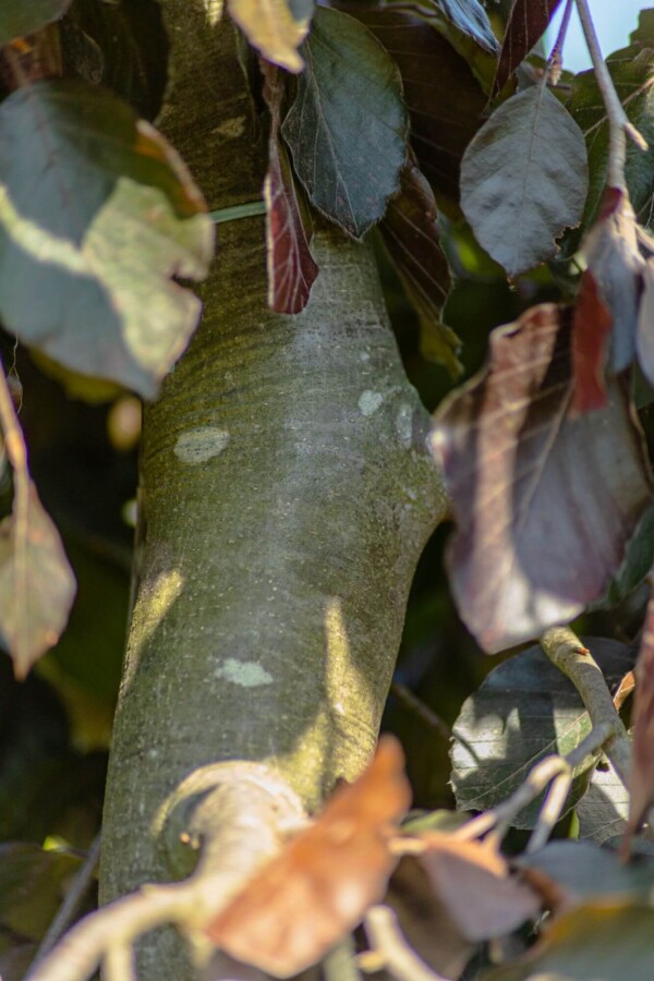 Fagus sylvatica 'Purple Fountain' Fagus sylvatica 'Purple Fountain'
