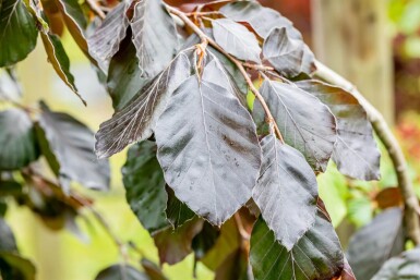 Fagus sylvatica 'Purple Fountain' hochstamm 12/14