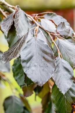 Fagus sylvatica 'Purple Fountain' hochstamm 12/14