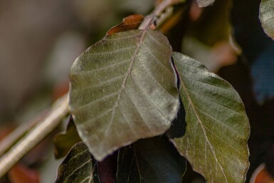 Fagus sylvatica 'Purple Fountain' stammbusch 6-8