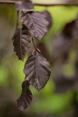 Fagus sylvatica 'Purple Fountain' stammbusch 6-8