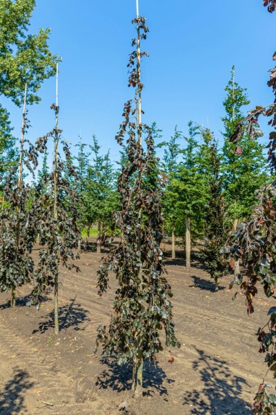 Fagus sylvatica 'Purpurea Pendula' Fagus sylvatica 'Purpurea Pendula'