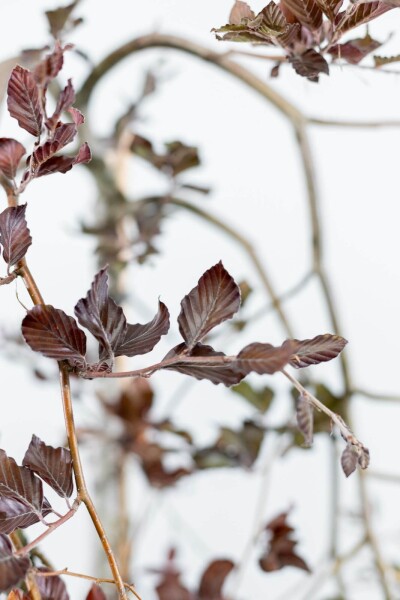 Fagus sylvatica 'Purpurea Pendula' hoogstam Fagus sylvatica 'Purpurea Pendula' hoogstam