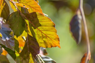 Fagus sylvatica 'Purpurea Pendula' hochstamm 10/12