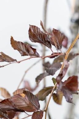 Fagus sylvatica 'Purpurea Pendula' hochstamm 10/12