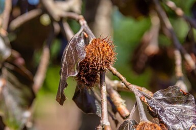 Fagus sylvatica 'Purpurea Pendula' trauerform 120cm Stamm