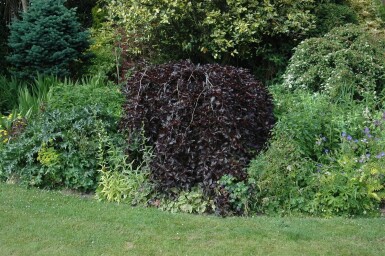 Fagus sylvatica 'Purpurea Pendula' trauerform 120cm Stamm