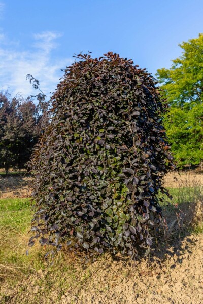 Fagus sylvatica 'Purpurea Pendula' Trauerform Fagus sylvatica 'Purpurea Pendula' Trauerform