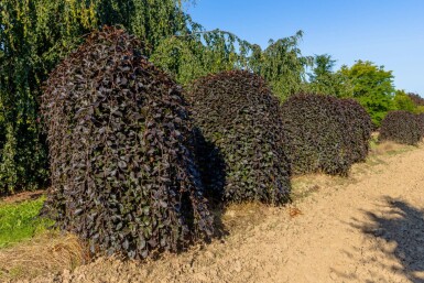 Fagus sylvatica 'Purpurea Pendula' trauerform 120cm Stamm