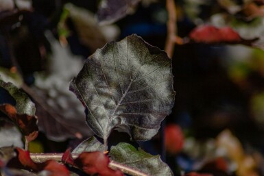 Fagus sylvatica 'Purpurea Pendula' trauerform 120cm Stamm