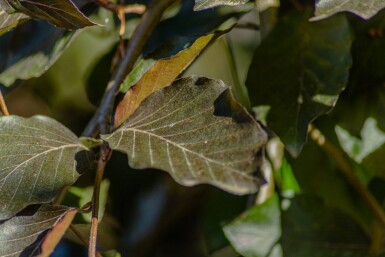 Fagus sylvatica 'Purpurea Pendula' trauerform 120cm Stamm