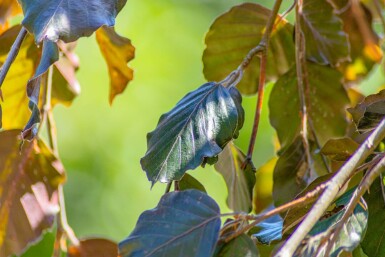 Fagus sylvatica 'Purpurea Pendula' trauerform 120cm Stamm