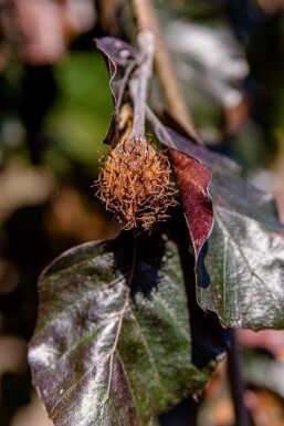 Fagus sylvatica 'Purpurea Pendula' trauerform 120cm Stamm