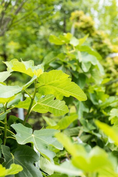 Ficus carica Ficus carica