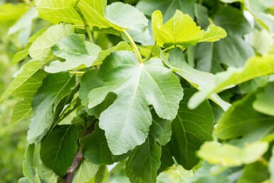 Ficus carica