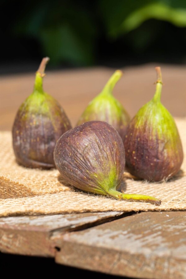 Ficus carica Ficus carica