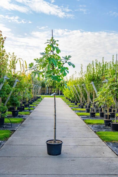 Ficus carica hochstamm